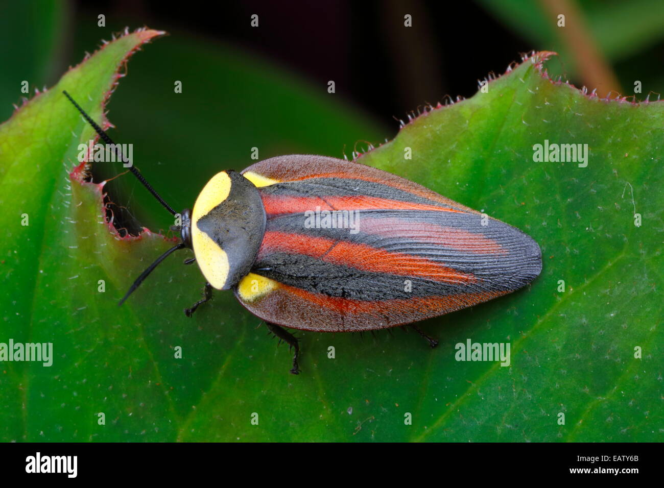 Un colorato luminosamente scarafaggio delle specie che si trovano nella foresta di pioggia tettoia. Foto Stock