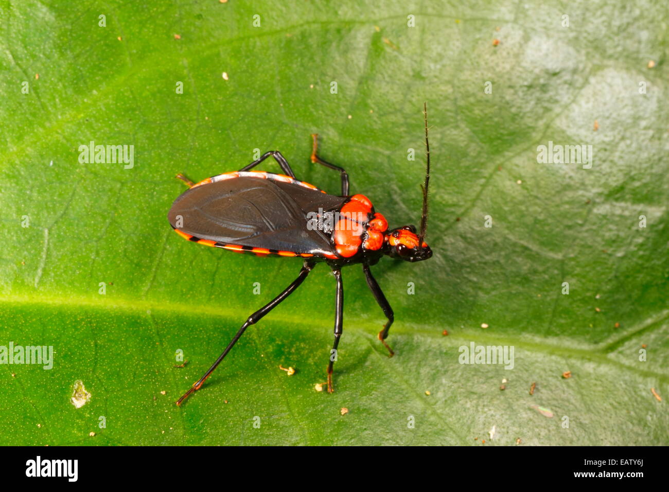Un rosso assassin bug specie strisciando su una foglia. Foto Stock