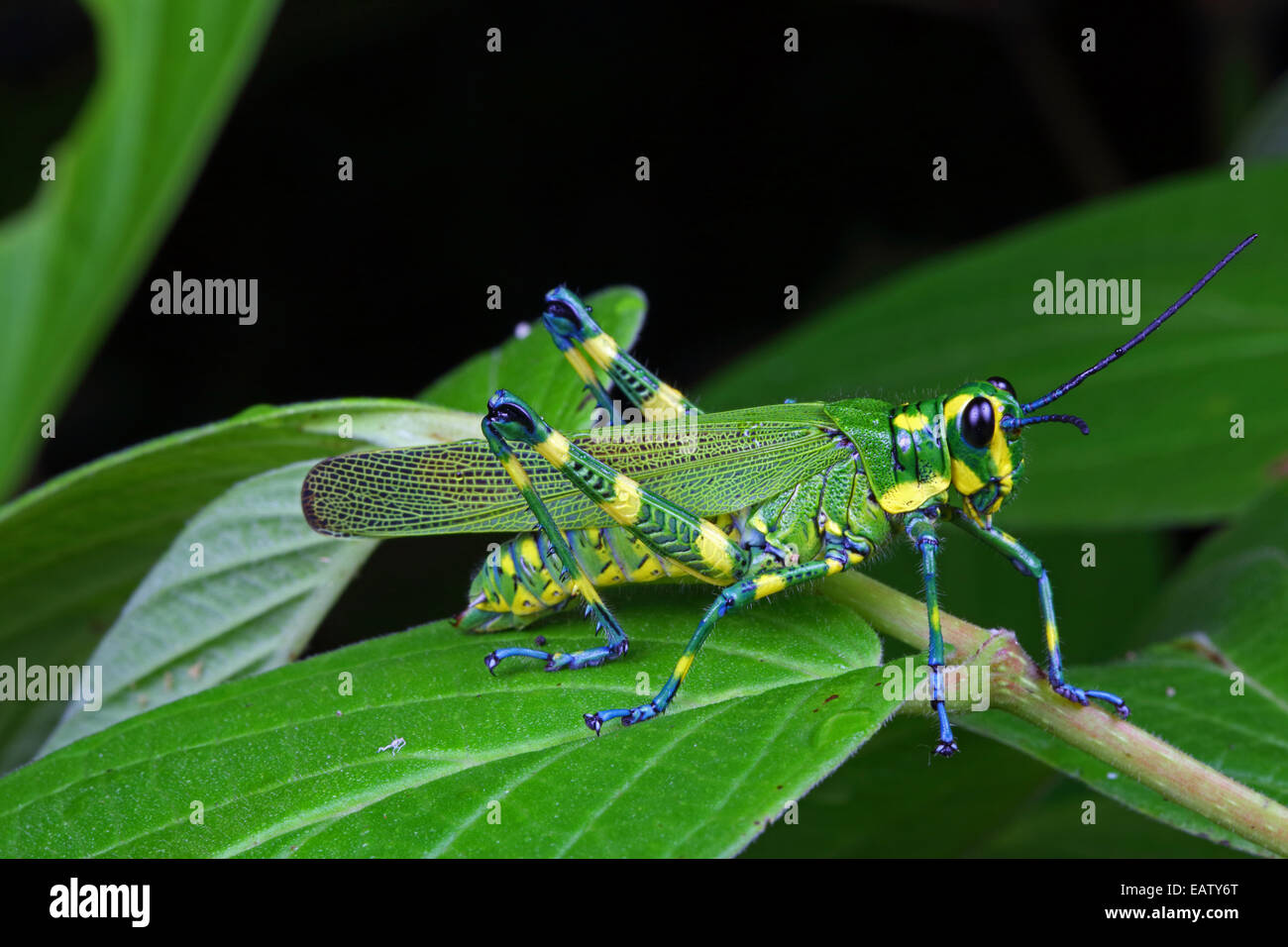 Un giallo e verde grasshopper, specie Chromacris, rovistando su una foglia. Foto Stock