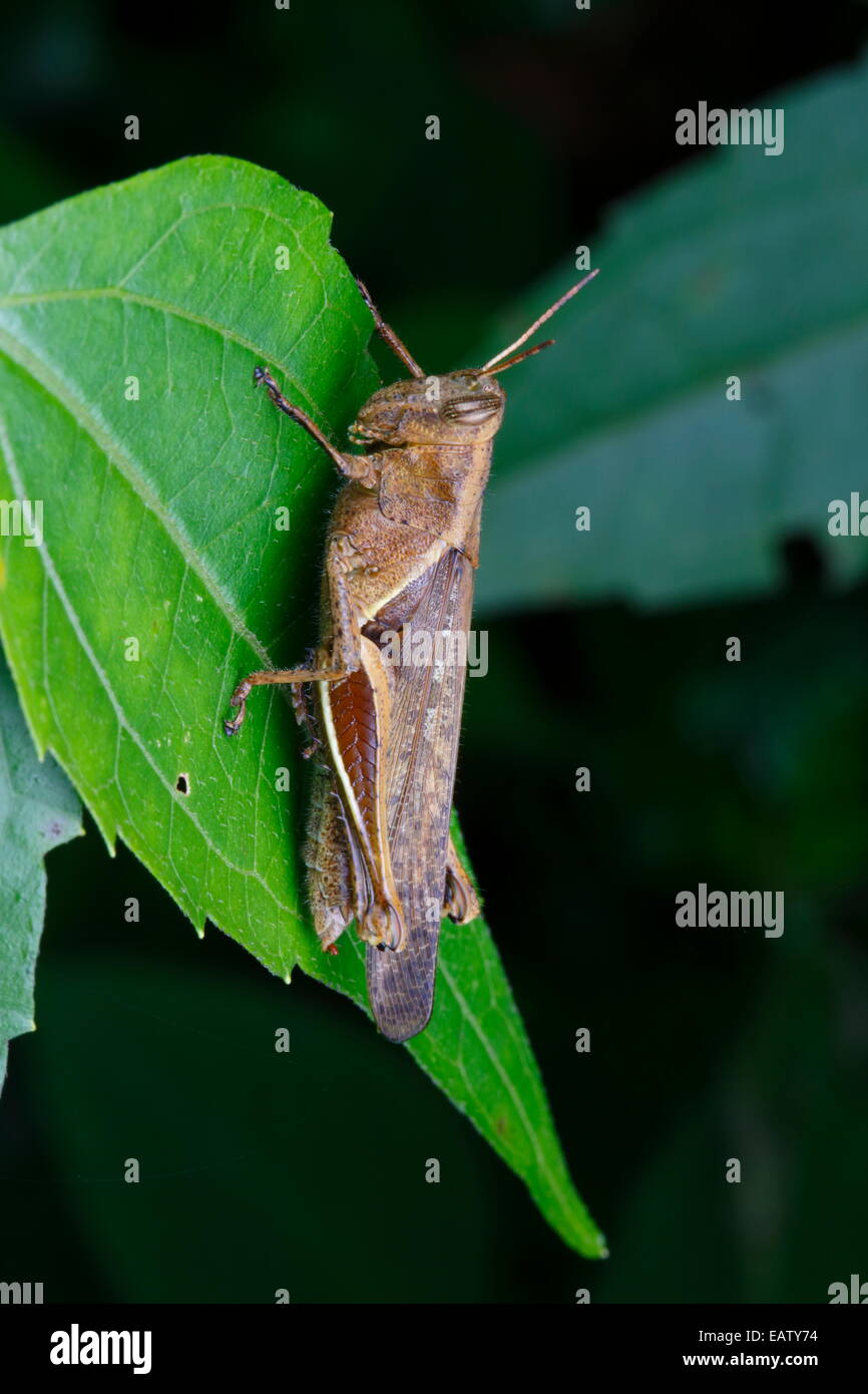 Un marrone grasshopper specie aggrappandosi ad una foglia a trama. Foto Stock