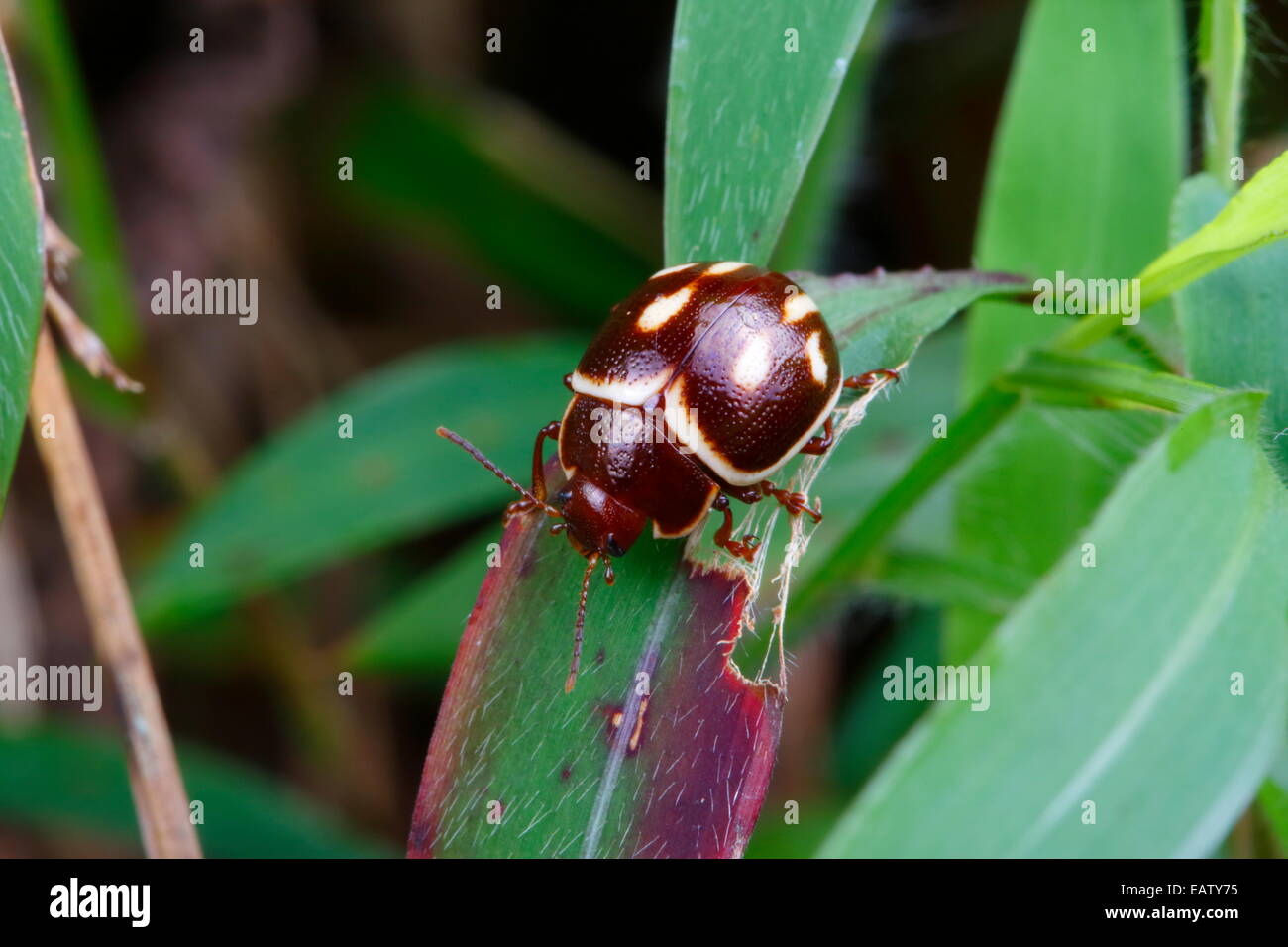 Un marrone e bianco scarabeo di foglia, probabilmente Chrysomelidae specie, rovistando su una foglia. Foto Stock