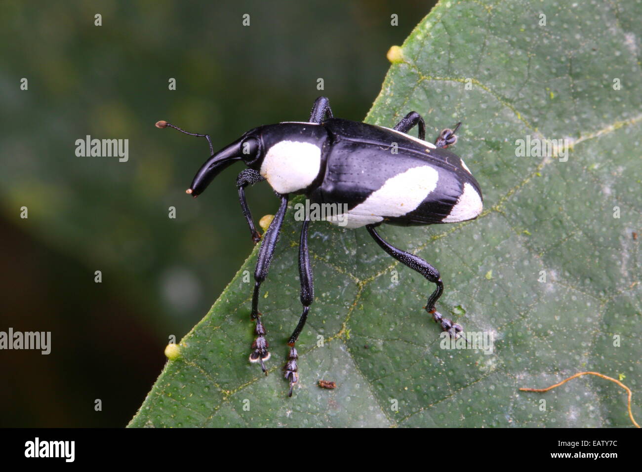 Un bianco e nero, curculione Cholus specie, strisciando su una foglia. Foto Stock