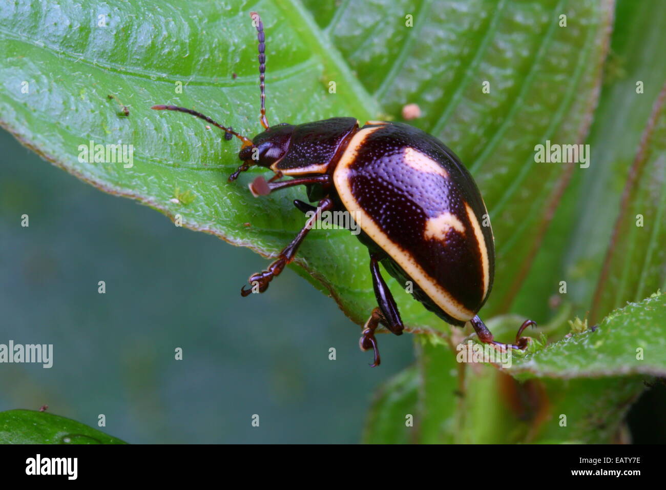 Un marrone e bianco scarabeo di foglia, probabilmente Chrysomelidae specie, su una foglia. Foto Stock