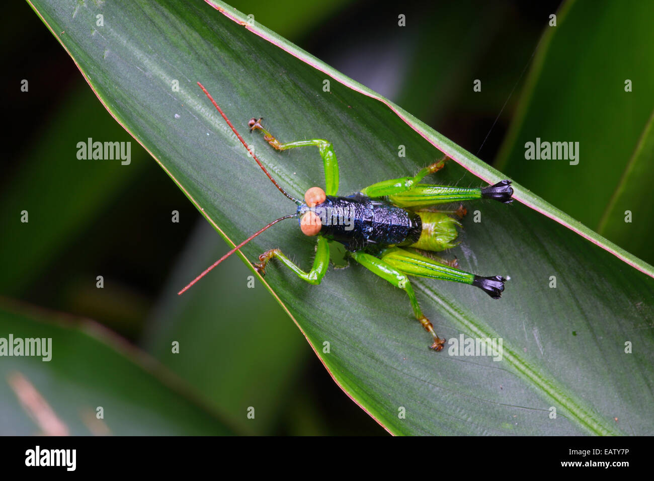 Un nero e la cavalletta verde con grandi occhi tan, appoggiato su una foglia. Foto Stock