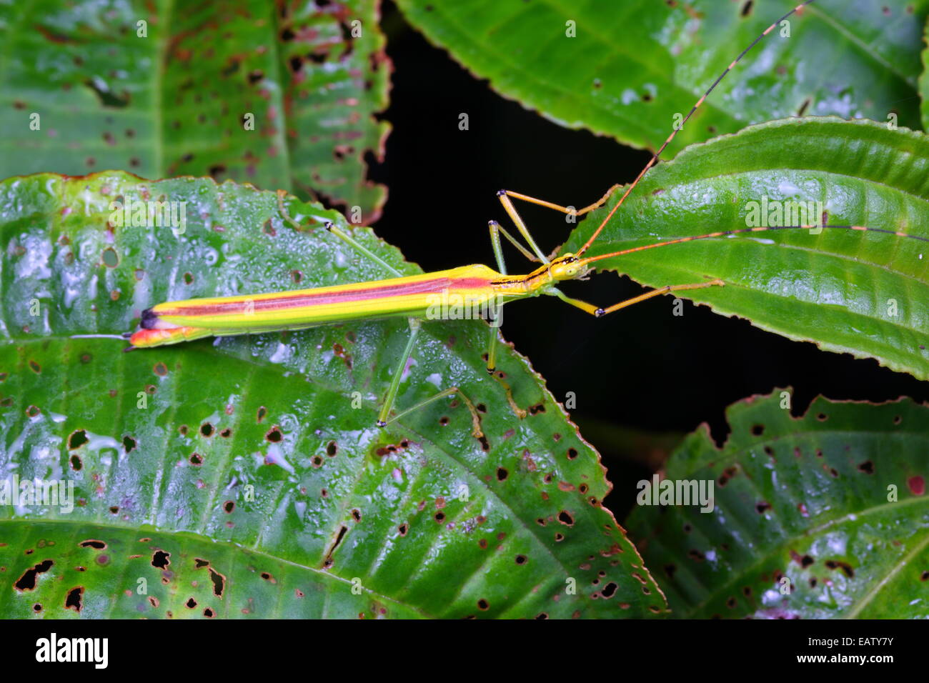 Un giallo e rosso stick insetto, Phasmodea specie, strisciando sulle foglie. Foto Stock