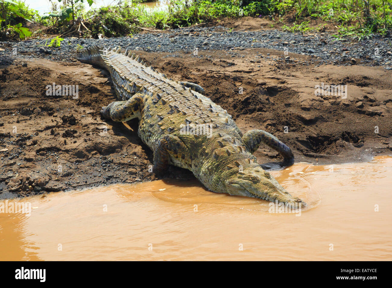 Un coccodrillo americano, Crocodylus acutus, arrampicarsi in un fiume. Foto Stock
