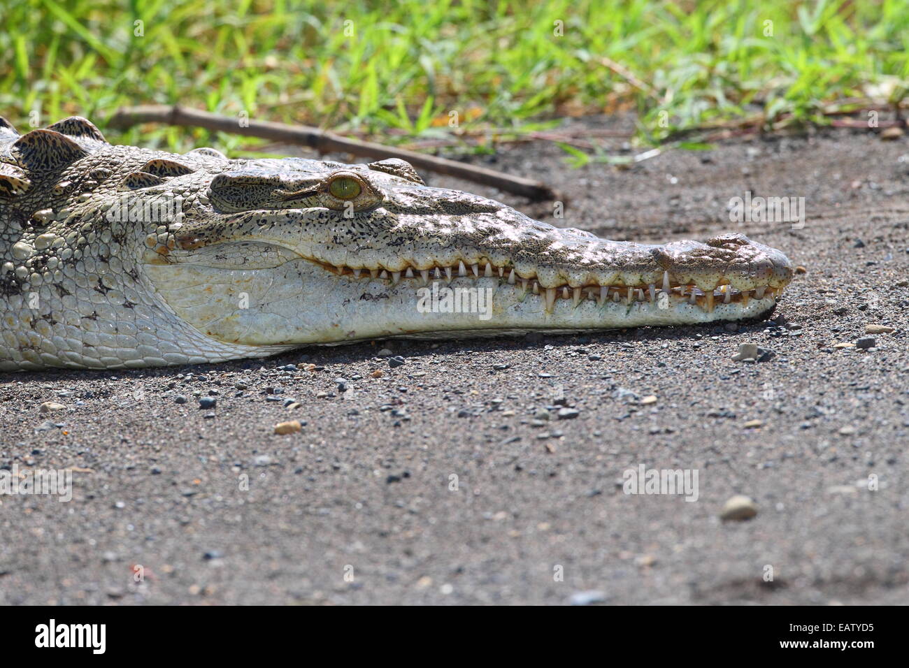 Un coccodrillo americano, Crocodylus acutus, crogiolarvi al sole su un banco di sabbia. Foto Stock