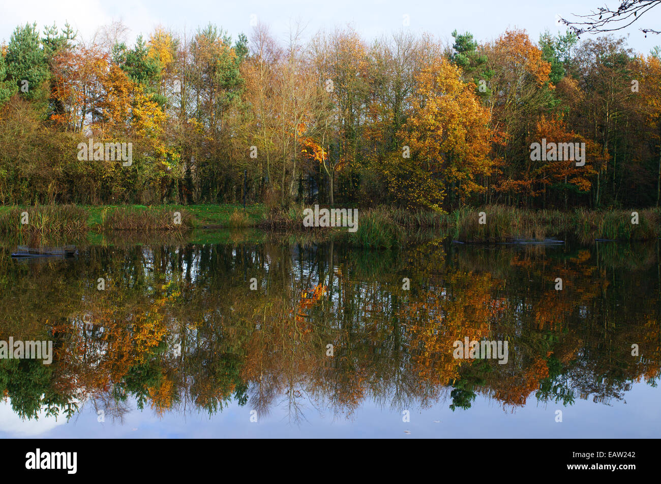 Colorato fogliame di autunno riflesso in Mount Pleasant Lake, Fatfield, North East England, Regno Unito Foto Stock