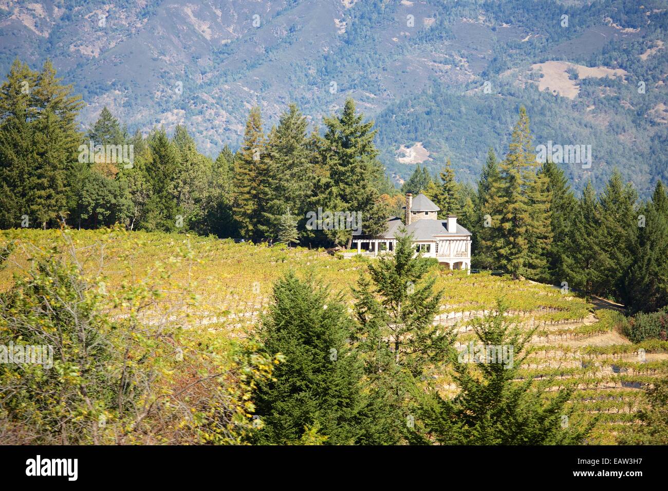 Splendide vedute dei vigneti nella famosa Napa Valley Wine Country nel nord della California, Stati Uniti d'America. Foto Stock