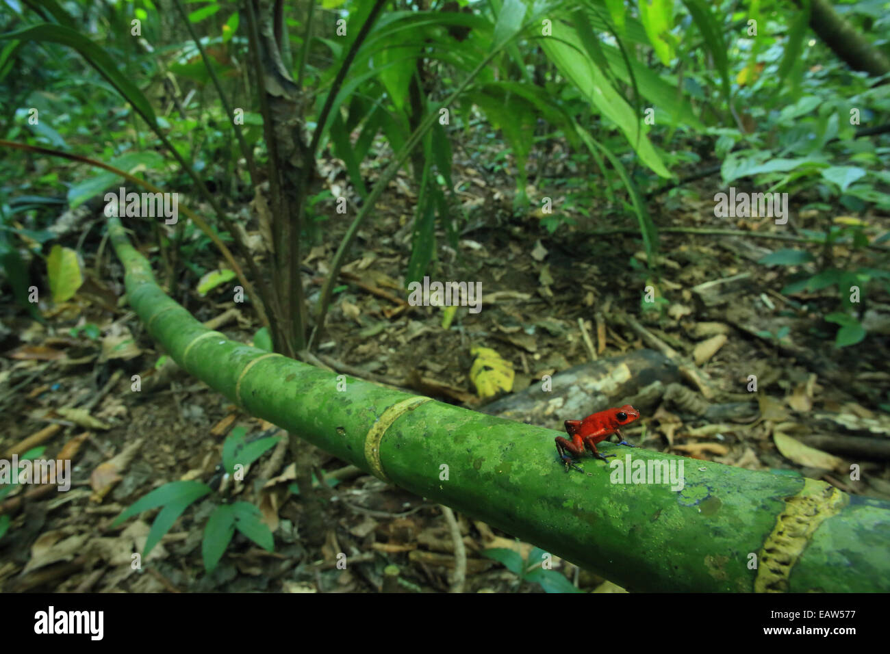 Jeans blu poison dart frog (Oophaga pumilio) nella foresta pluviale di pianura. Cerro de Tortuguero in Costa Rica. Foto Stock