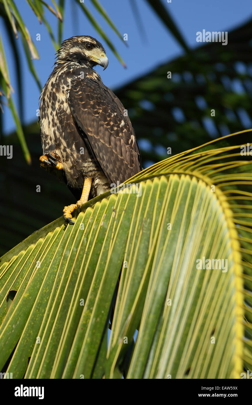 Immaturo grande Black Hawk (Buteogallus anthracinus). Parco Nazionale di Tortuguero in Costa Rica. Foto Stock