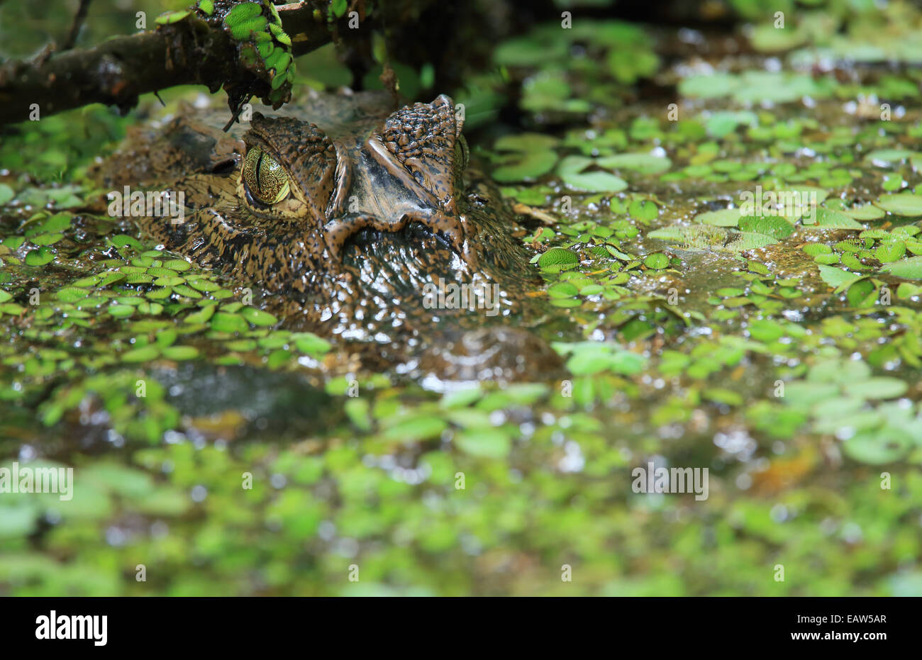 Caimano dagli occhiali (Caiman crocodilus) nella foresta pluviale naturale canal. Parco Nazionale di Tortuguero in Costa Rica. Foto Stock
