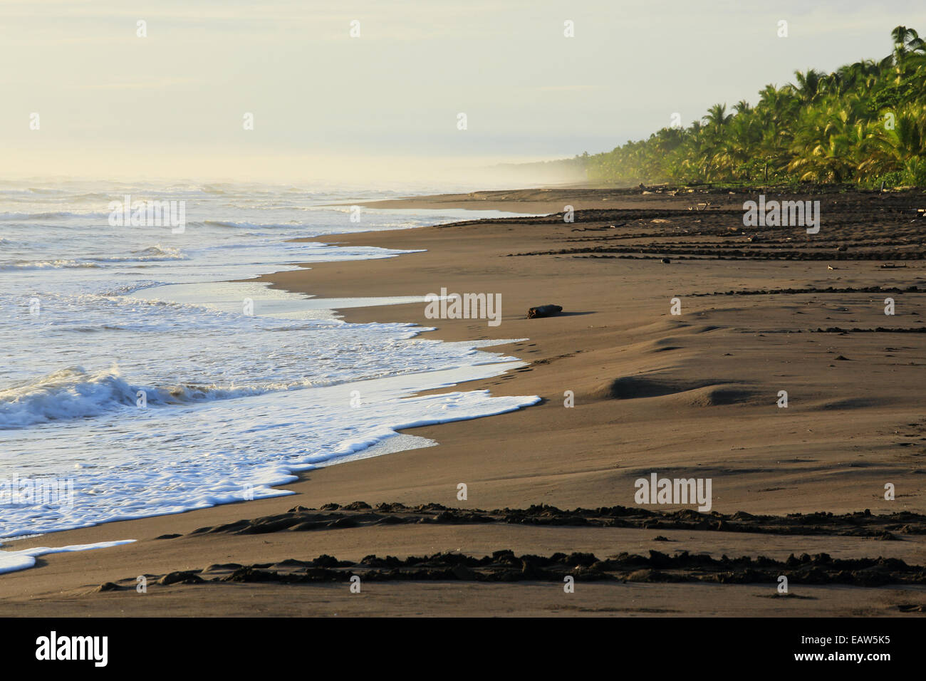 Le vie di tartaruga verde (Chelonia Mydas) che arrivano a riva per deporre le uova nel Parco Nazionale di Tortuguero, costa caraibica, Costa Rica. Foto Stock