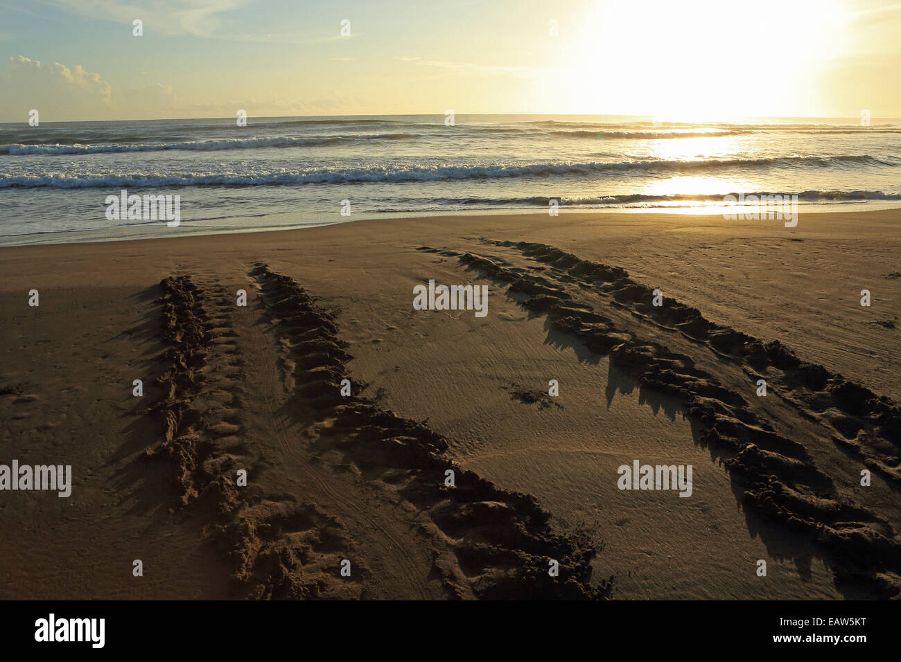 Le vie di tartaruga verde (Chelonia Mydas) che arrivano a riva per deporre le uova nel Parco Nazionale di Tortuguero, costa caraibica, Costa Rica. Foto Stock