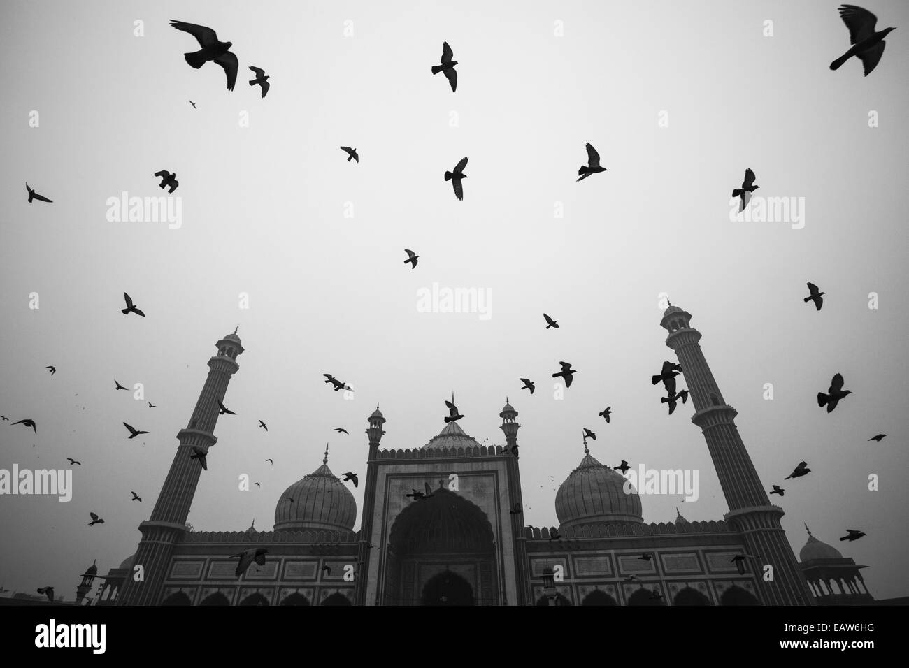 Piccioni presso la Jama Masjid moschea di Delhi, India del più grande e il più conosciuto moschea. Foto Stock