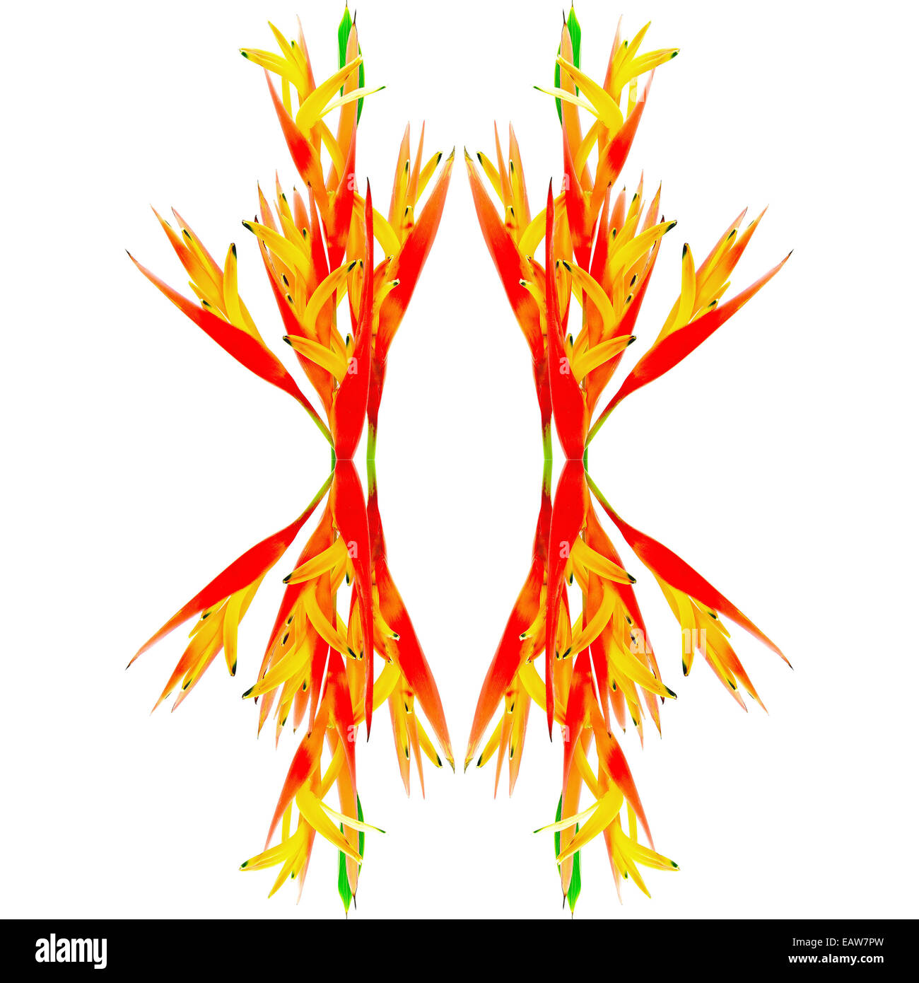 Arancione tropicale Fiore Heliconia, isolato su sfondo bianco Foto Stock