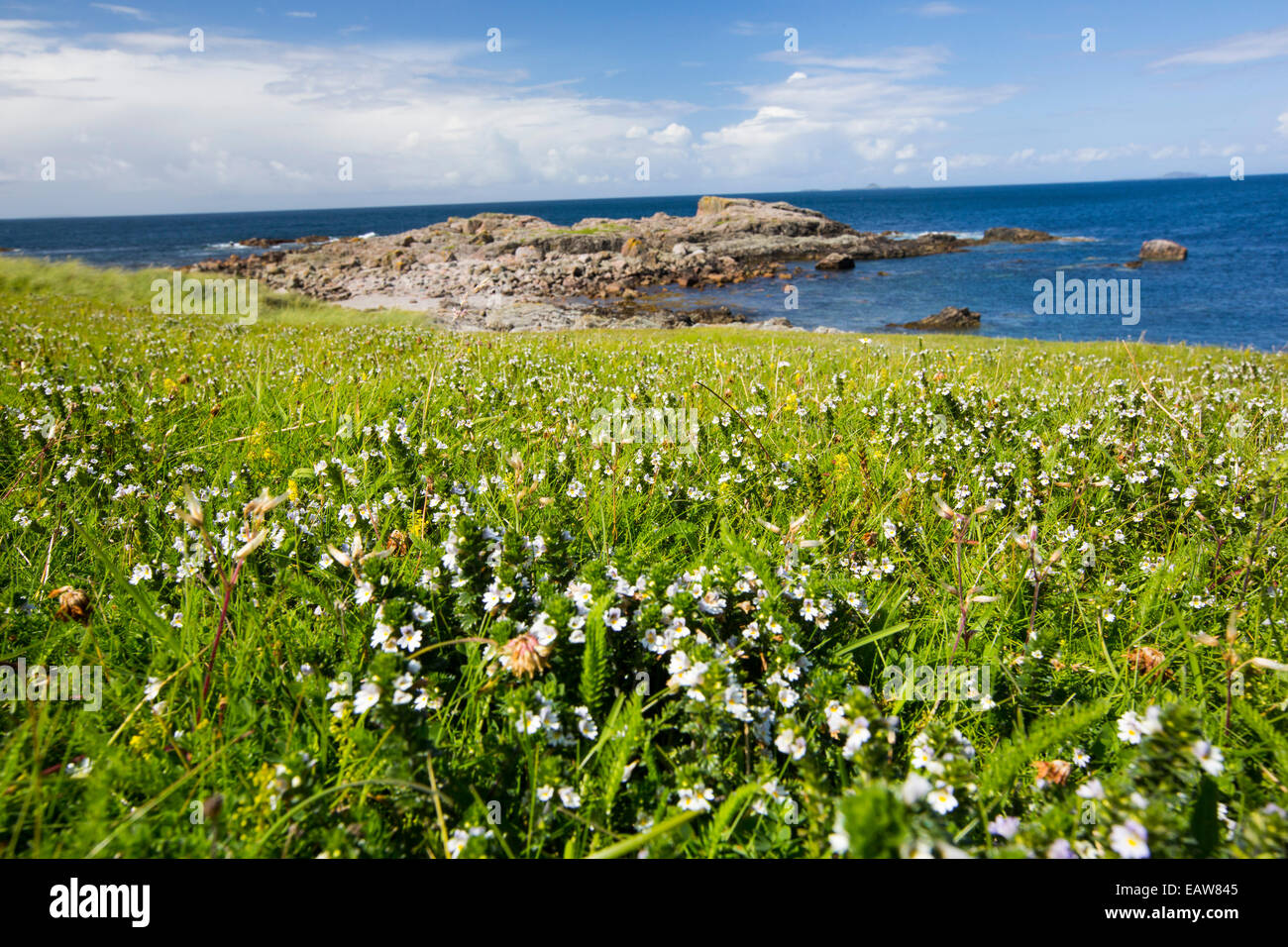 Machair, una prateria sabbiosa habitat ricco di fiori selvatici unici per le isole delle Ebridi a Iona e Mull off, Scotland, Regno Unito. Foto Stock
