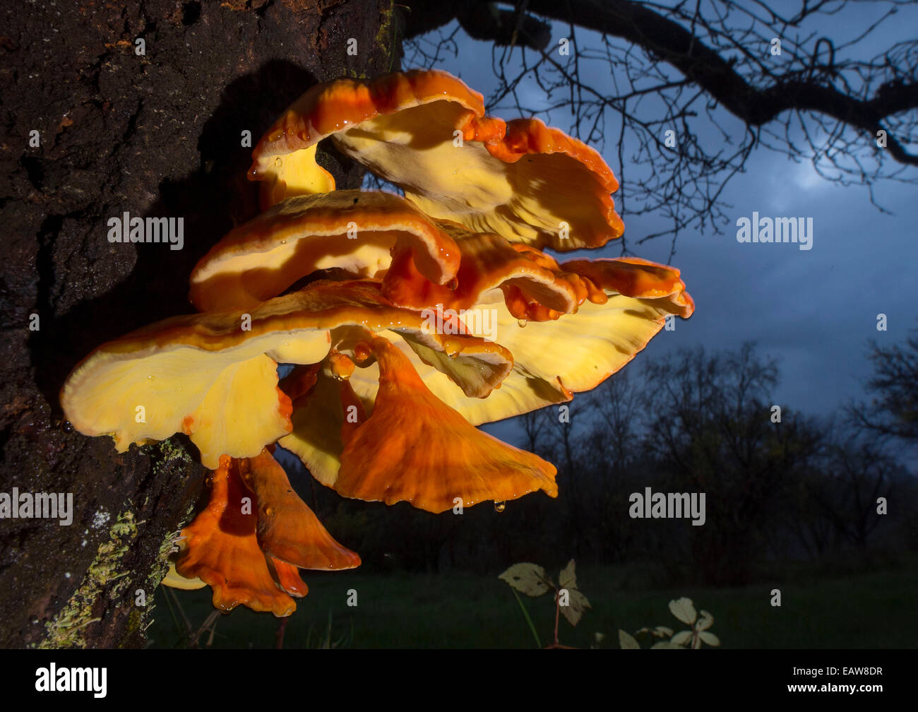 Elkton, Oregon, Stati Uniti d'America. Xx Nov, 2014. Un grande arancio e giallo ripiano fungo cresce sul tronco di un albero lungo il fiume Umpqua nei pressi di Elkton. Il fresco umido meteo rientrano nella parte sud-ovest della Oregon se perfetto per la crescita del fungo e funghi. © Robin Loznak/ZUMA filo/Alamy Live News Foto Stock