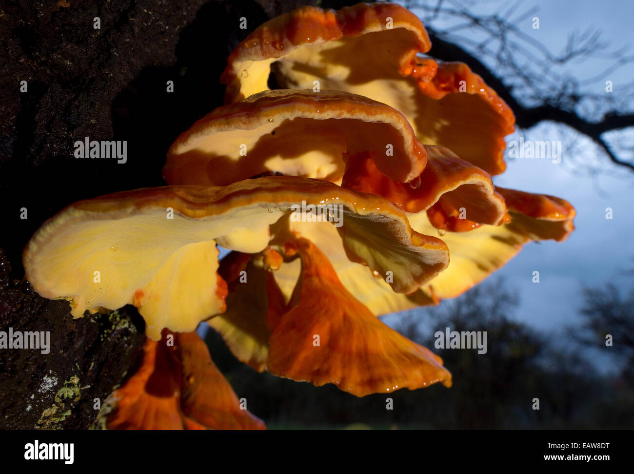 Elkton, Oregon, Stati Uniti d'America. Xx Nov, 2014. Un grande arancio e giallo ripiano fungo cresce sul tronco di un albero lungo il fiume Umpqua nei pressi di Elkton. Il fresco umido meteo rientrano nella parte sud-ovest della Oregon se perfetto per la crescita del fungo e funghi. © Robin Loznak/ZUMA filo/Alamy Live News Foto Stock
