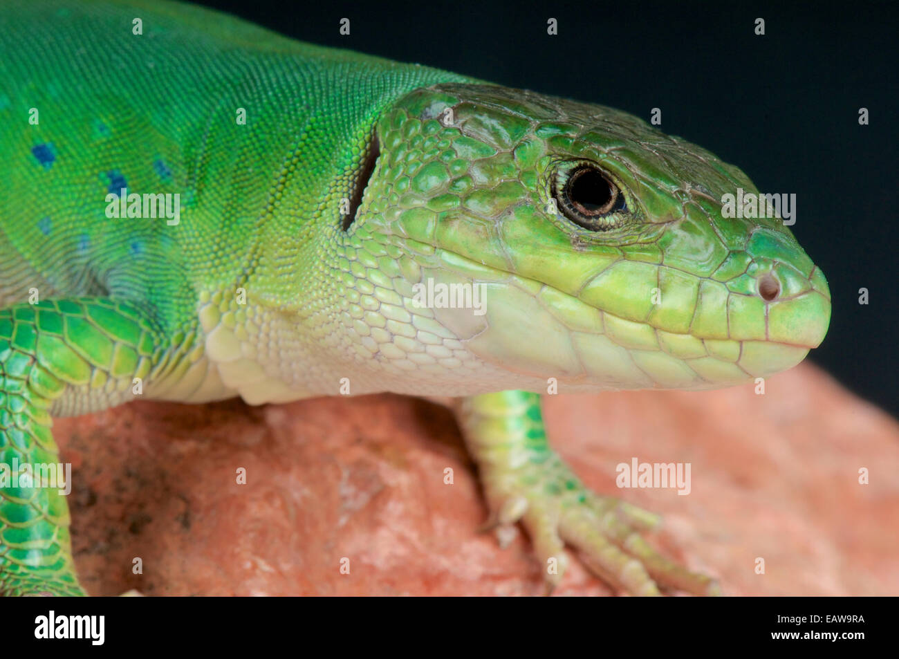 Eyed marocchino lizard / Timon tangitanus Foto Stock
