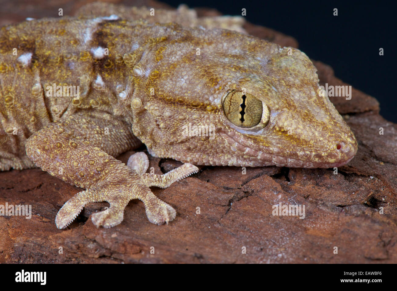 Parete gecko / Tarentola annularis Foto Stock