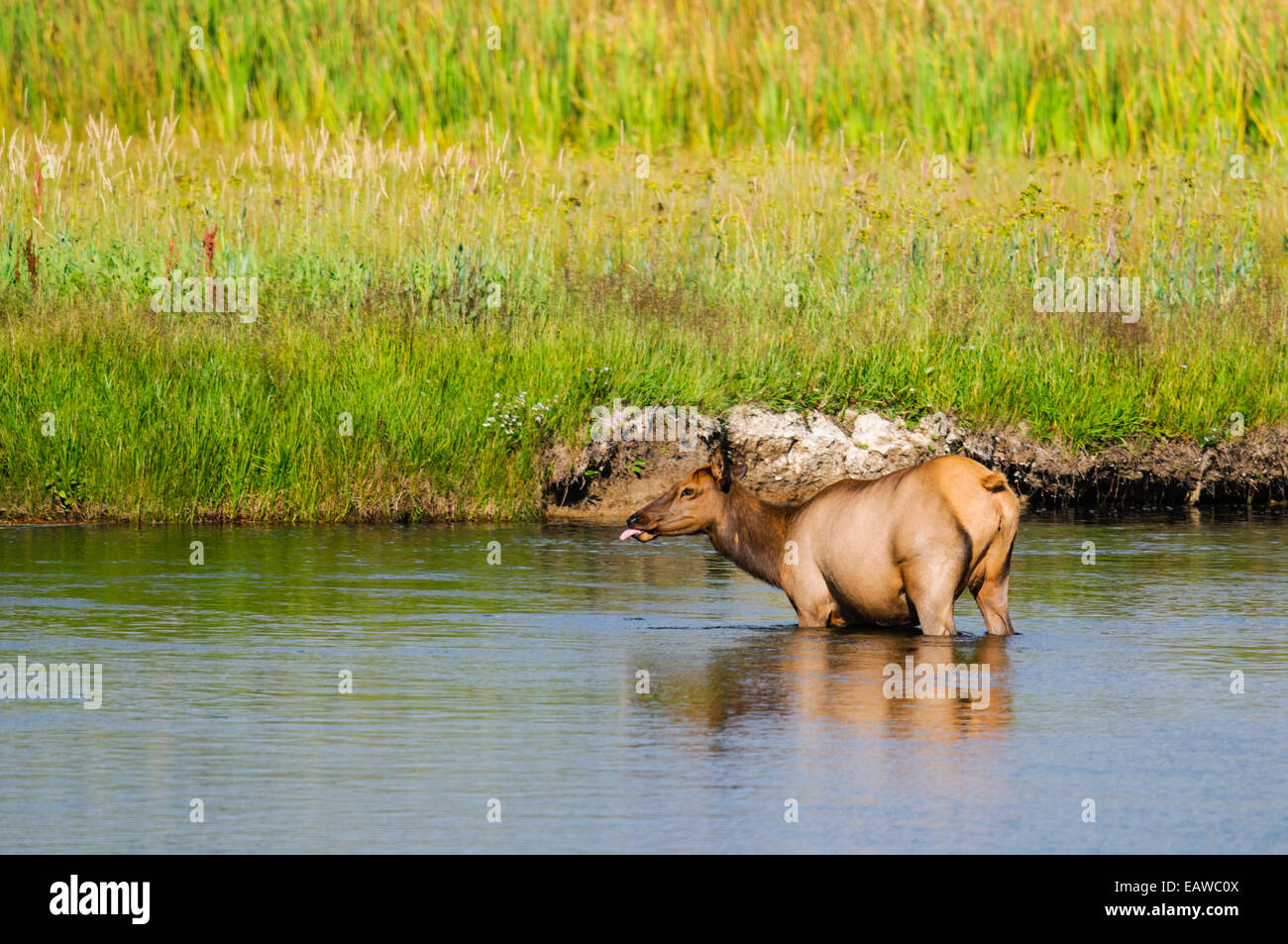 Wild Doe Elk in una valle fluviale, il Parco Nazionale di Yellowstone Wyoming, STATI UNITI D'AMERICA Foto Stock
