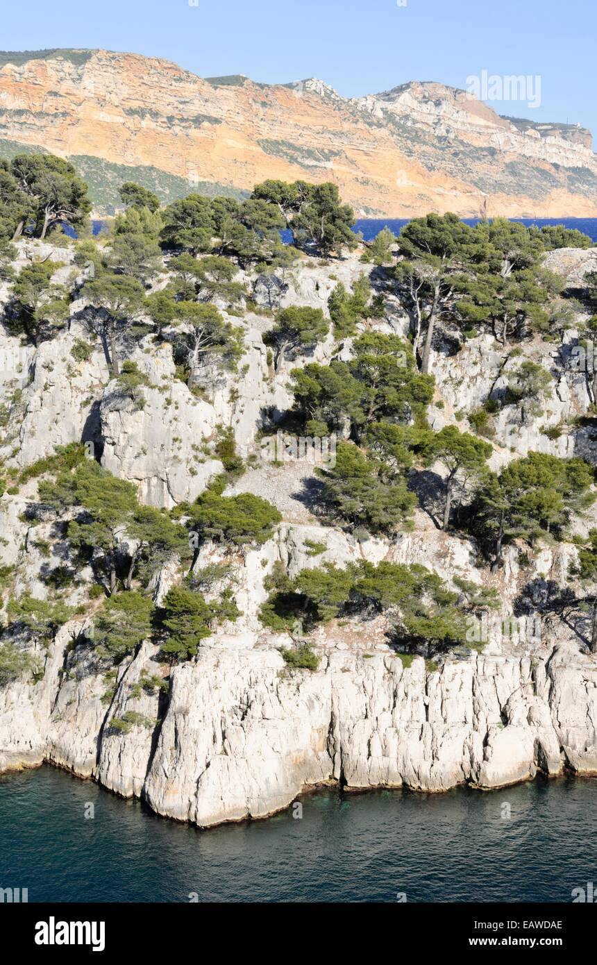Pini di aleppo (Pinus halepensis) a calanque de port-pin, calanques national park, Francia Foto Stock