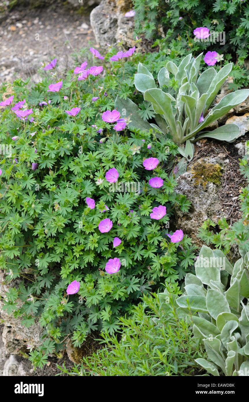 Bloody cranesbill (geranium sanguineum) Foto Stock