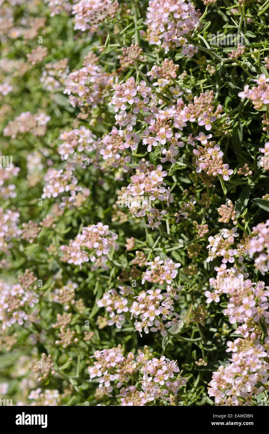 Hormatophylla spinosa Foto Stock