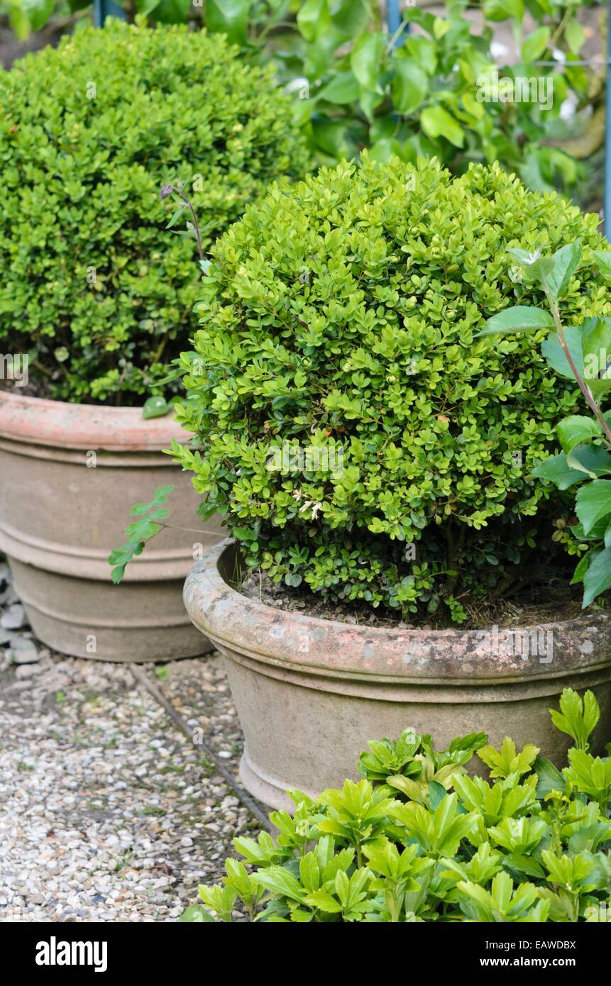 Comune di legno di bosso (Buxus sempervirens) in vasi di fiori Foto Stock