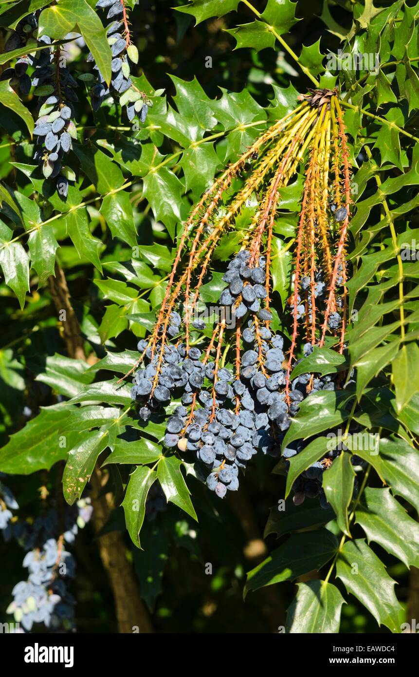 Mahonia x media Foto Stock