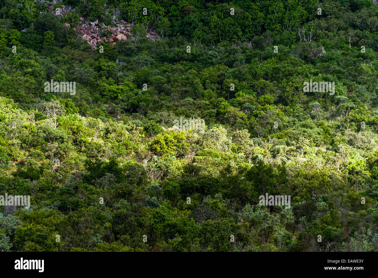 Un raggio di sole illumina una patch di denso, verde foresta. Foto Stock