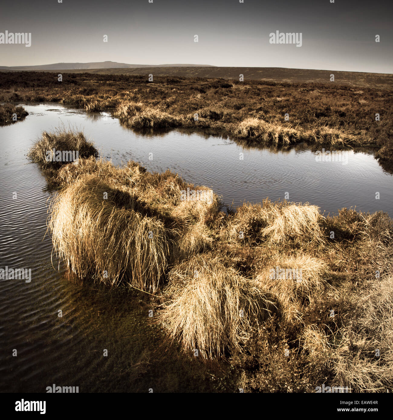 Tussocks di erbe in un bog sulle cime di Montagna Nera, nel Parco Nazionale di Brecon Beacons Foto Stock