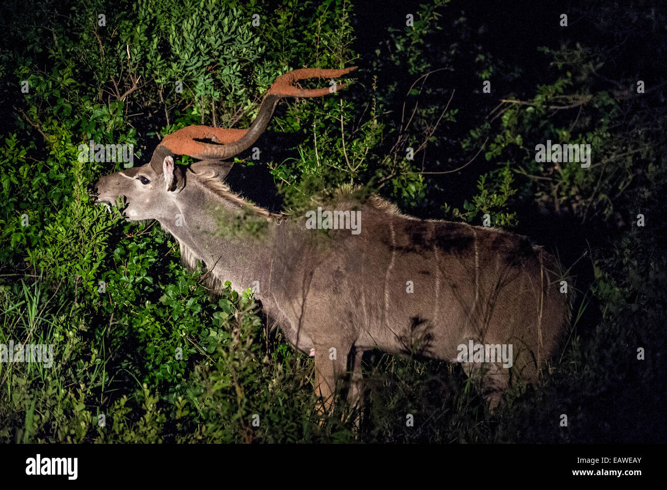 Un maschio di Kudu maggiore alimentazione su un arbusto nel bushveld di notte. Foto Stock