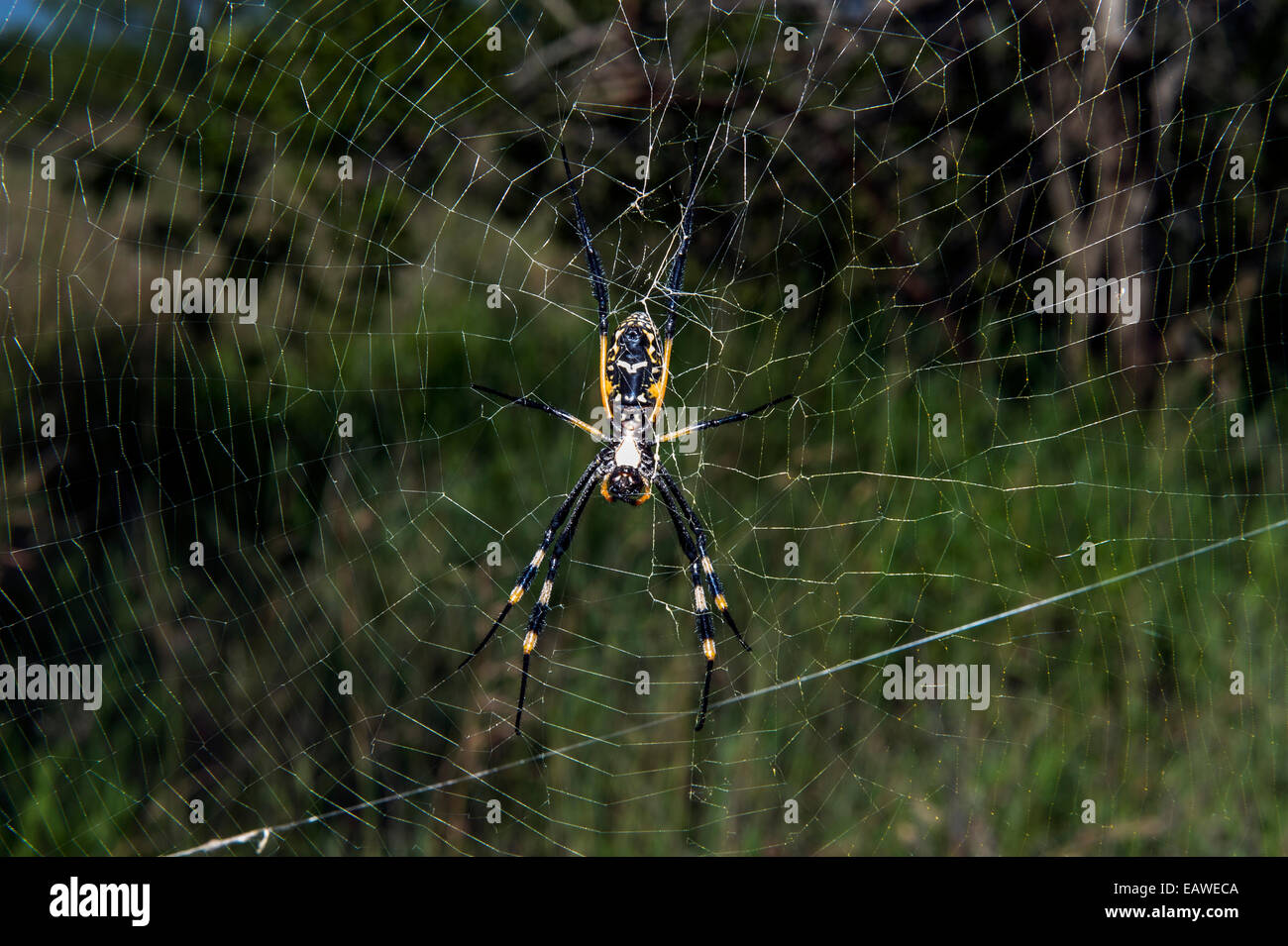 Una femmina di Orb spider sospeso nel suo web in attesa per la cattura delle prede. Foto Stock