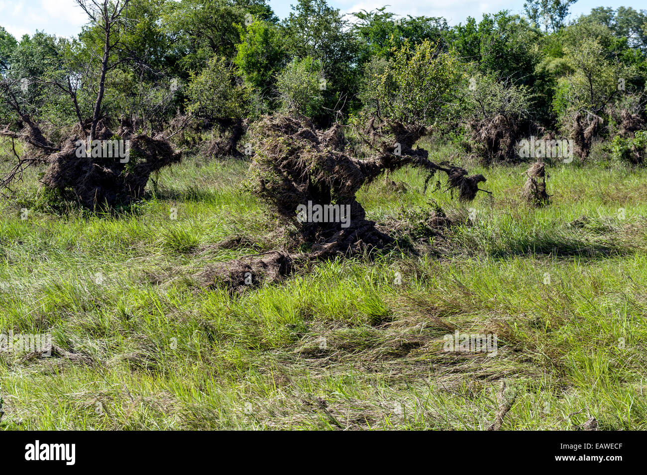 Le erbe e i detriti incastrati nei rami di alberi dopo le acque di esondazione recedere. Foto Stock