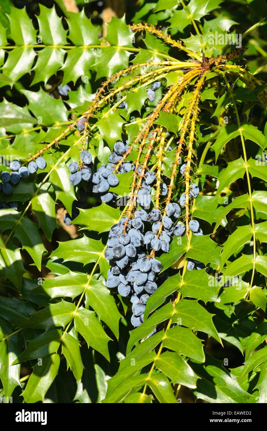 Mahonia x media Foto Stock