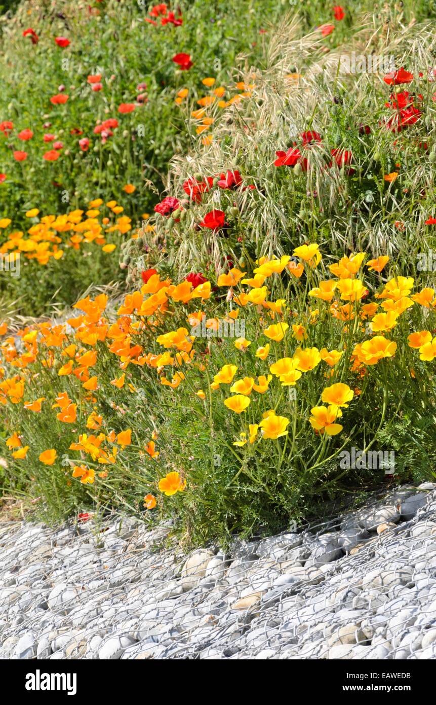 Papavero californiano (eschscholzia californica) e coccinella papavero (Papaver commutatum) Foto Stock
