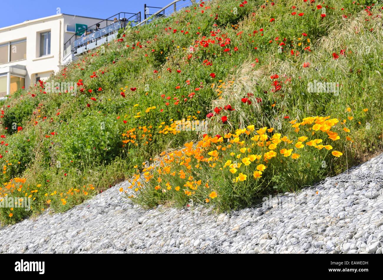 Papavero californiano (eschscholzia californica) e coccinella papavero (Papaver commutatum) Foto Stock