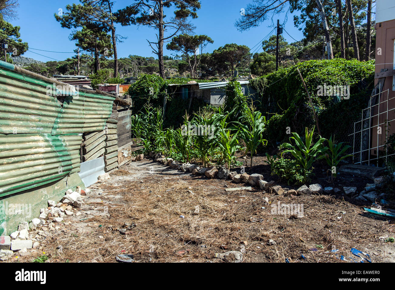 Township case fatte di metallo di scarto e di orti comunali. Foto Stock