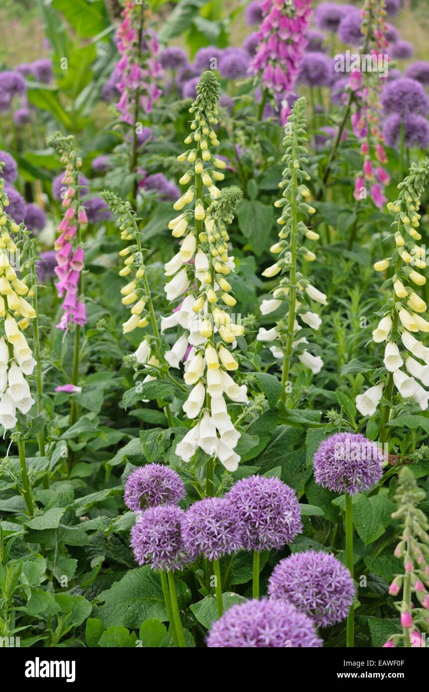 Foxglove comune (Digitalis purpurea) e cipolla ornamentali (allium) Foto Stock