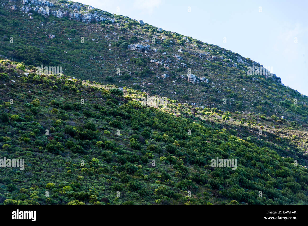 Il Fynbos brughiera aderisce ad un vento robusto spazzato collina litoranea. Foto Stock