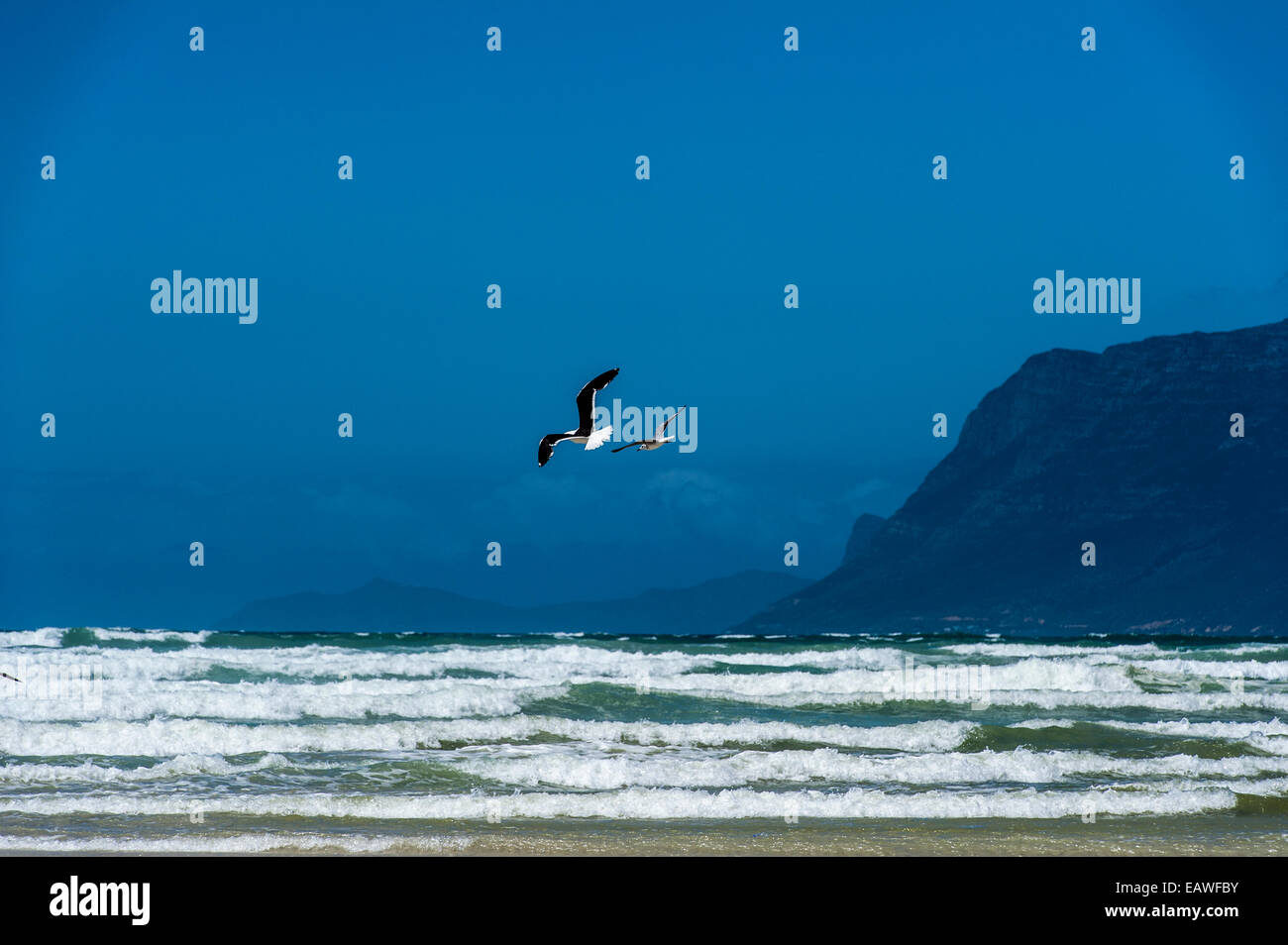 Due specie di gabbiani litigare su alimenti al di sopra del surf. Foto Stock