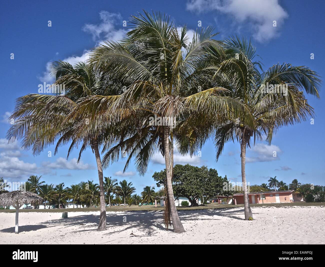 Le palme crescono su Playa Giron, il sito di invasione di Baia dei Porci. Foto Stock