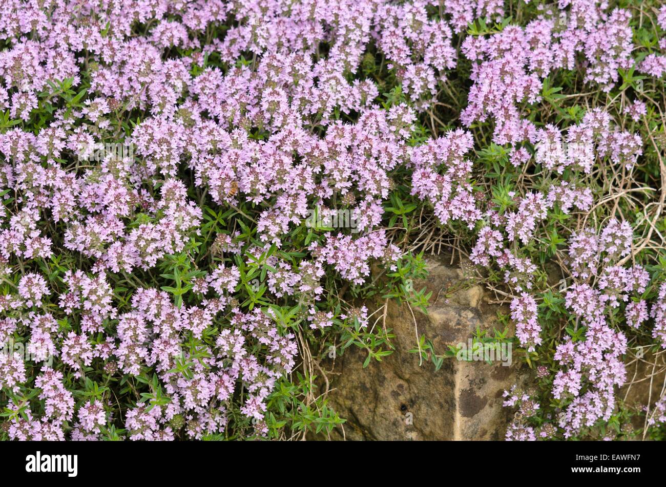 Timo (Thymus marshallianus) Foto Stock