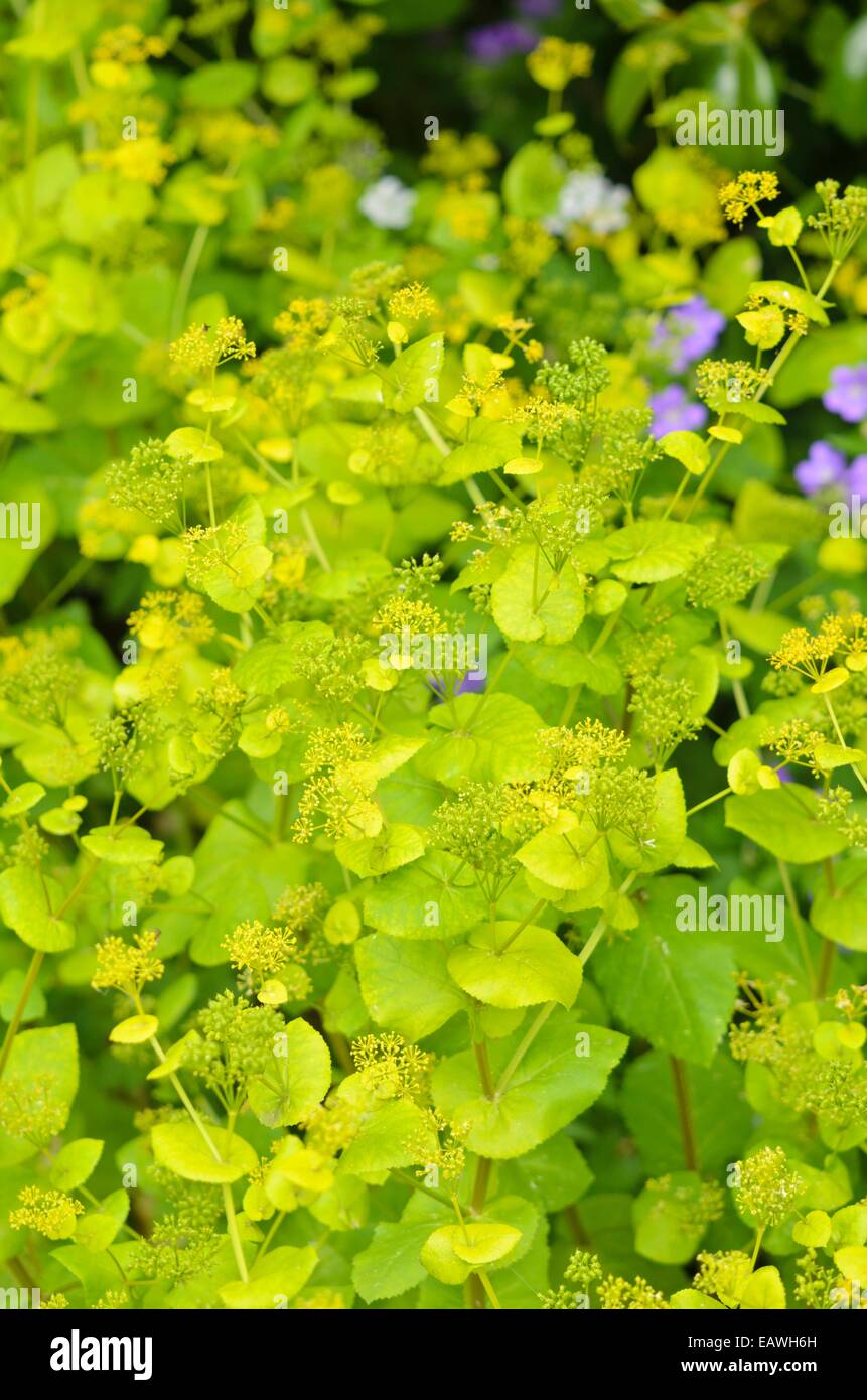 Chaerophyllum aureum Foto Stock