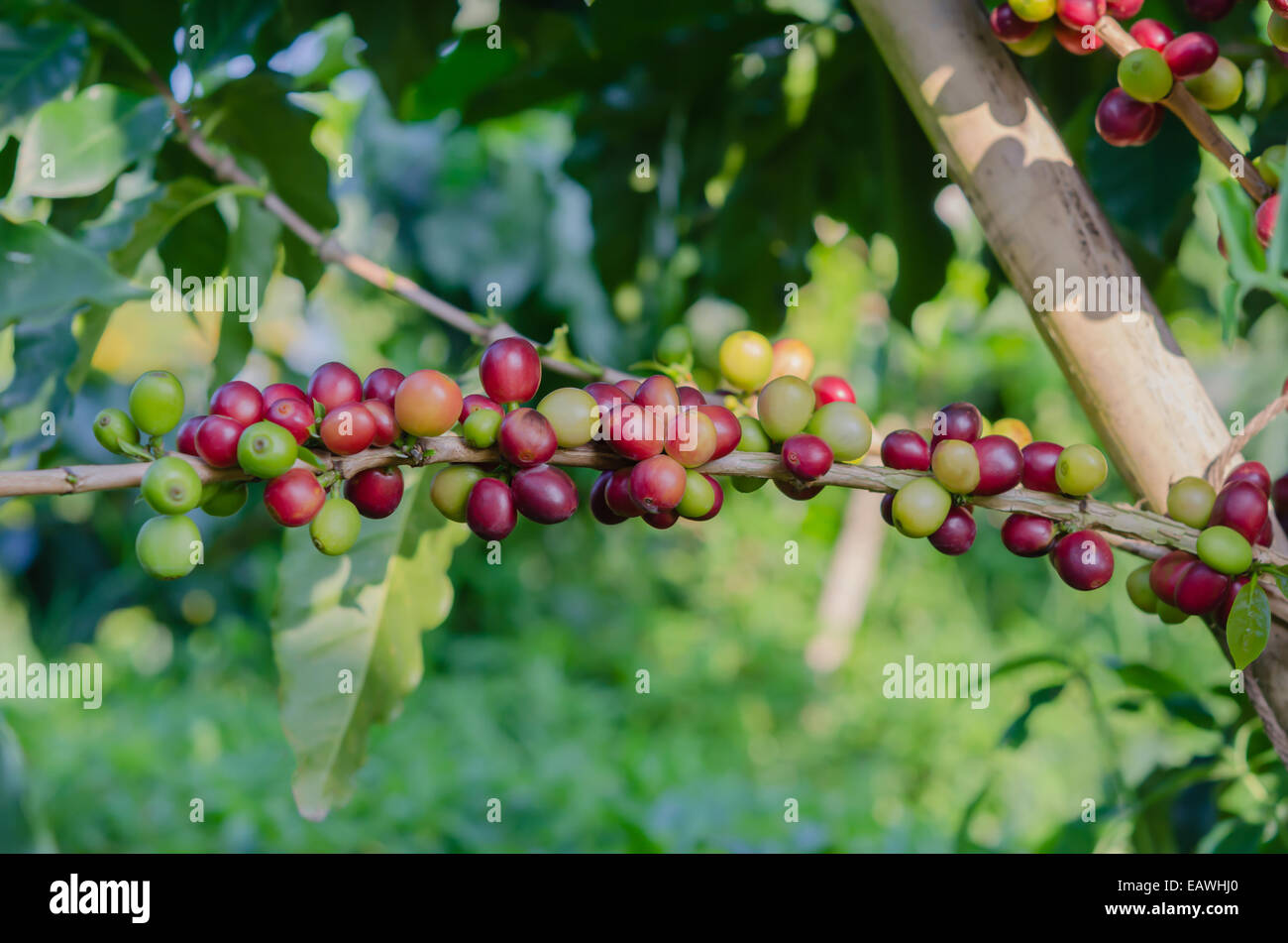 I chicchi di caffè su albero in fattoria Foto Stock