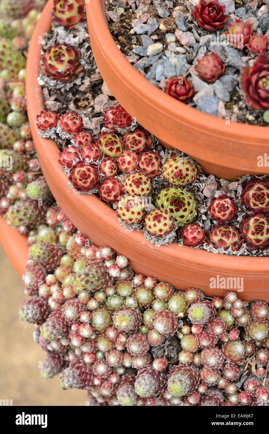 Semprevivo (sempervivum) impilati in vasi di fiori Foto Stock