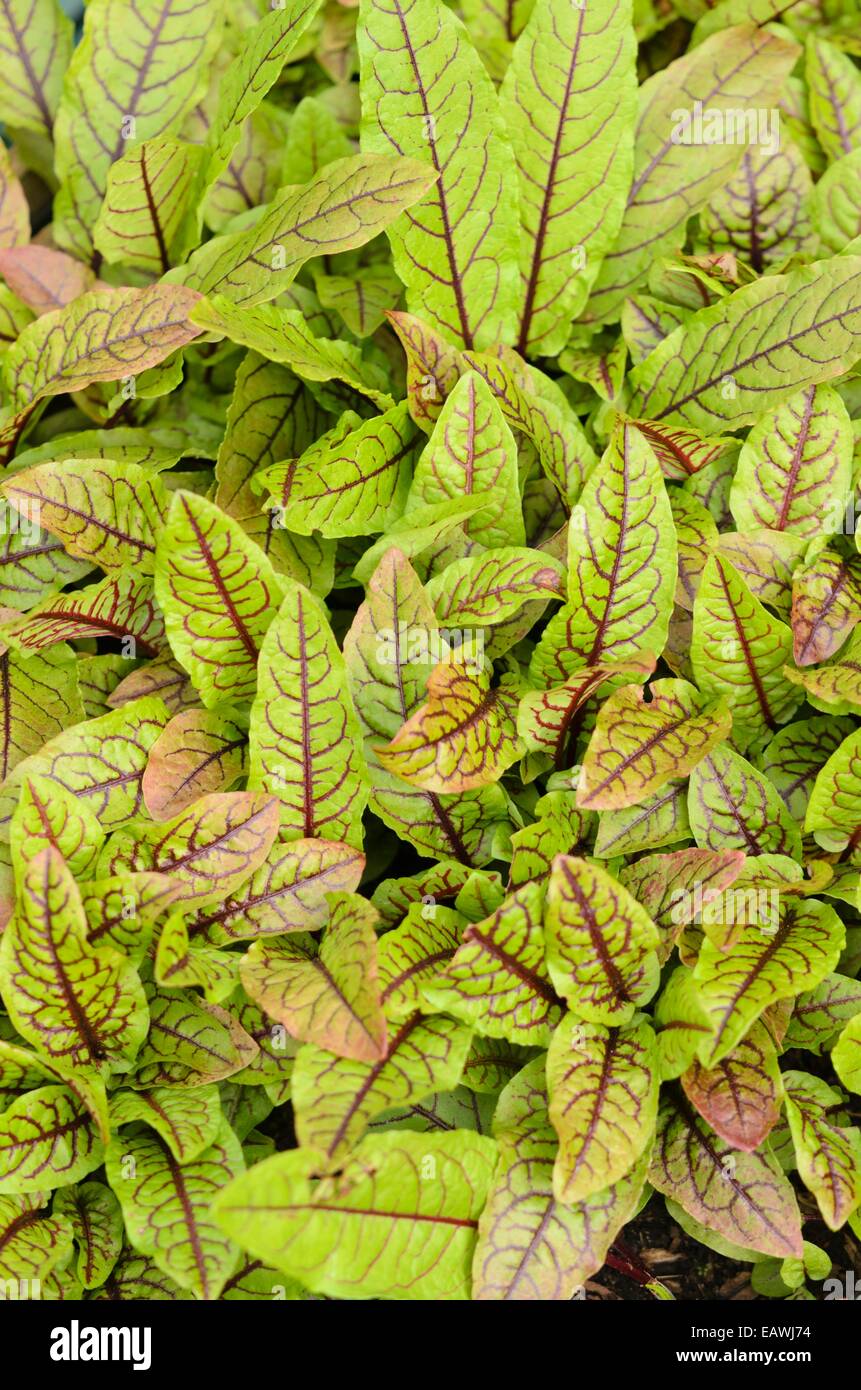 Bloody dock (rumex sanguineus) Foto Stock