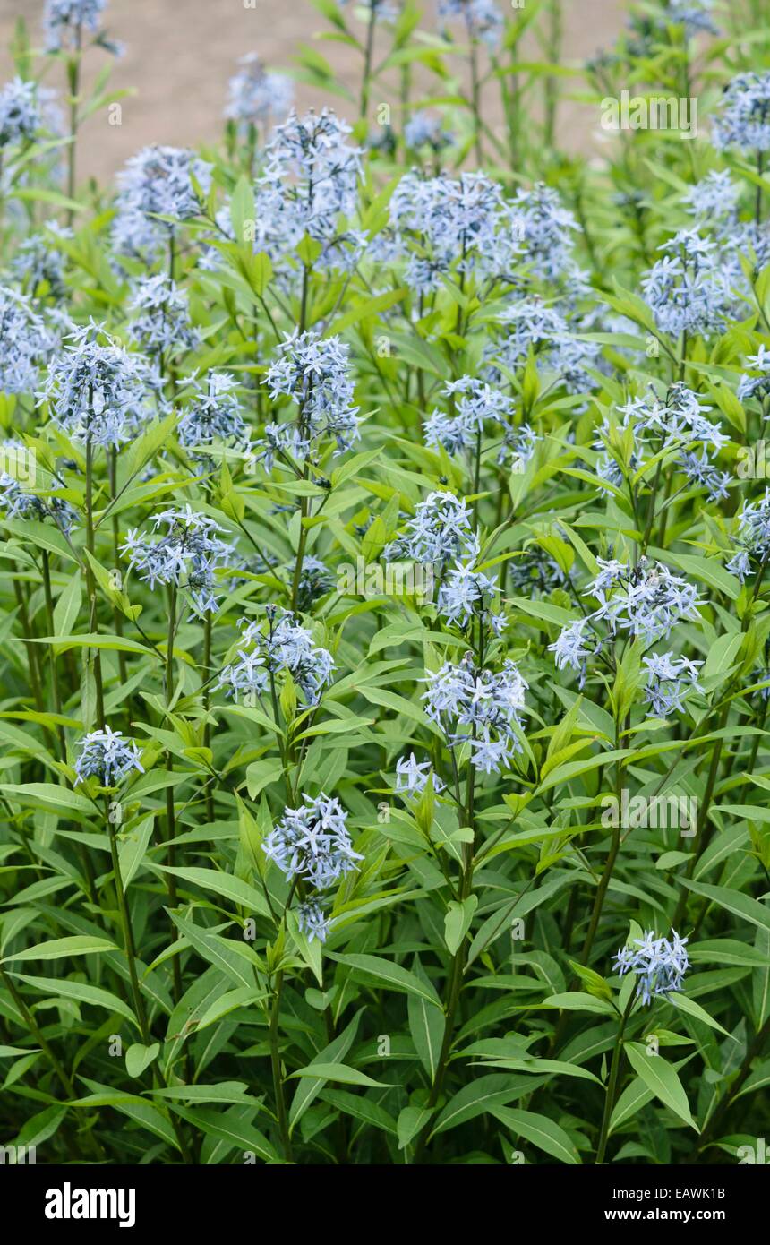 Blue star (amsonia orientalis) Foto Stock